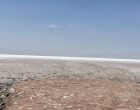 بازدید دانشجویان علوم و مهندسی محیط زیست از تالاب کجی نمکزار نهبندان