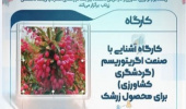 کارگاه آشنایی با صنعت اگریتوریسم (گردشگری کشاورزی) در محصول زرشک